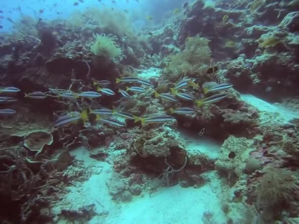 Sumérgete Fascinante Ecosistema Arrecifes Coral Lleno Peces Vibrantes Organismos Marinos — Vídeos de Stock