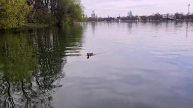 Bir ördek, bereketli ağaçlarla çevrili bir gölün sakin sularında zarifçe süzülür ve sakin bir gökyüzü altında doğal alanın engin genişliği Maschsee Hanover 'dır.