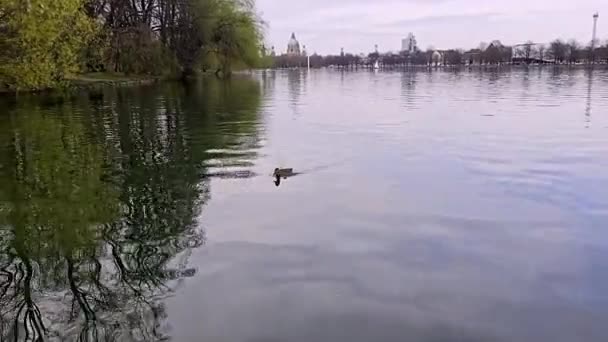 Duck Gracefully Glides Calm Waters Lake Surrounded Lush Trees Vast — Stock Video