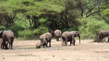 Yürek ısıtan bir video, doğal çayırlarda bir Afrika fili sürüsü yakalıyor, birlik, özen ve oyunculuk gösteriyor. Yavru bir fil, annesinin gözü önünde Manyara Gölü 'nün altında su içer.