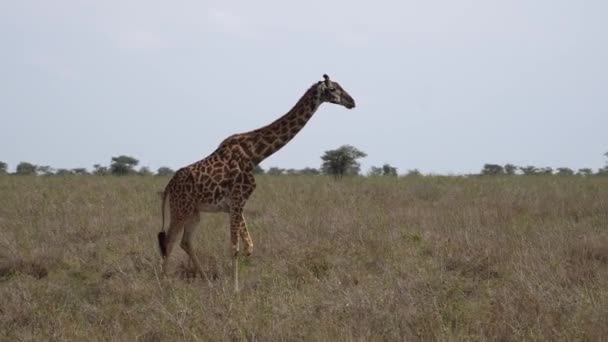 Sebuah Jerapah Dari Keluarga Giraffidae Berdiri Tengah Padang Rumput Dikelilingi — Stok Video
