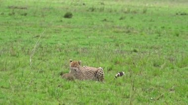 Felidae ailesinin etobur bir üyesi olan Afrikalı bebek antilopunu öldüren genç bir çita, karasal büyük kediler için yaygın bir yaşam alanı olan Ngorongoro Krateri 'nin çayırında dinleniyor.