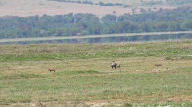 Bir Pumba Yaban domuzu annesi çocuklarla yakalamaca oynar ve kuş sürüsü doğal çayırların, ağaçların ve çayırların üzerinde süzülür. Bu olay, karasal hayvanların dolaştığı gibi düzlüklere hayat veriyor.