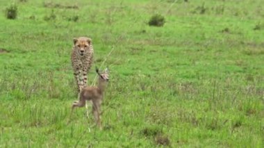 Çita bir Afrika bebek antilopuyla avlanıyor ve oynuyor. Çimenli bir çayırda geziniyor, vahşi yaşam dolu arazide karasal hayvanlar olarak çayırın doğal doğasına karışıyor.