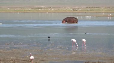 Bir su aygırı, kıyıda zarif flamingolarla çevrili bir gölün sularında yüzüyor ve güzel bir doğal sulak arazi olan Ngorongoro Krateri Tanzanya Arica 'yı oluşturuyor.