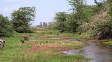 Zebraların ve bir maymunun yemyeşil bir arazide, yemyeşil bir bitki örtüsüyle çevrili bir nehirde ve Manyara Gölü 'nün altında, Tanzanya Ulusal Parkı' nda gezindiği güzel bir manzara.