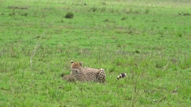 アフリカの赤ん坊アリコープを殺した若いチーター フェルズ科の肉食的なメンバーは 地上の大きな猫のための共通の生息地である草原のエコリージョンの草に残ります — ストック動画