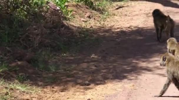 Дві Земні Тварини Нагадують Ясоїдів Прогулюються Ґрунтовій Дорозі Лісовому Ландшафті — стокове відео