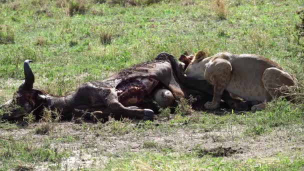 Leão Comendo Uma Carcaça Búfalo Grama Uma Paisagem Pastagem Safari — Vídeo de Stock