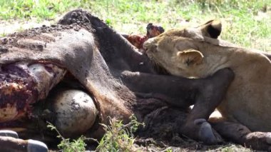Safari otlağında çimlerin üzerinde bizon leşi yiyen bir aslan. Karasal hayvanlar Tarangire Ulusal Parkı Tanzanya Afrika 'nın yeşil zemin örtüsünün keyfini çıkarıyorlar.