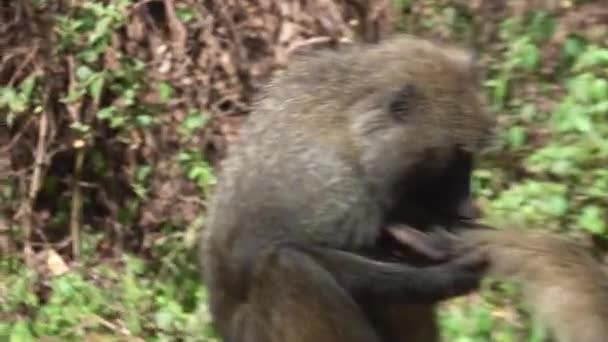 Een Primatengroep Met Vacht Zittend Een Boomstam Het Bos Omringd — Stockvideo