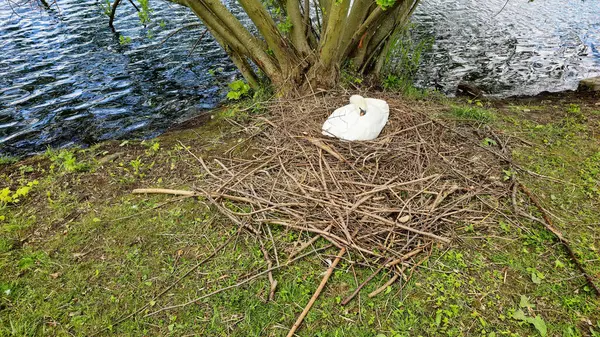 Beyaz bir kuğu, bir ağacın yanındaki yuvaya tünemiş, doğal bir manzarada çimenler ve dallarla çevrili, huzurlu ve pitoresk bir manzara yaratıyor Maschsee Hanover Almanya