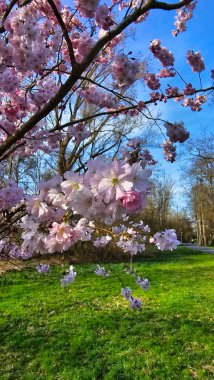 Pembe çiçekli bir kiraz ağacı parkta duruyor mavi gökyüzü ve yemyeşil çimlerin altında çarpıcı bir doğal Japon kiraz çiçeği Maschsee Hanover 'i yaratıyor.