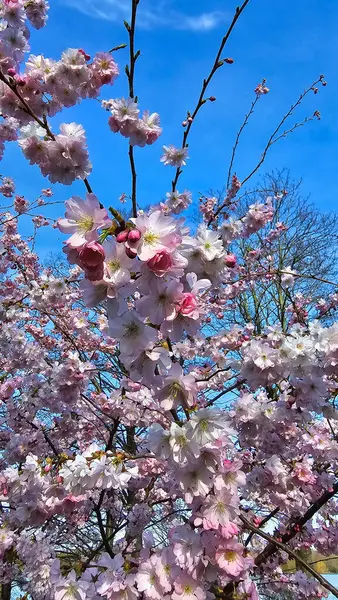 Pembe ve beyaz çiçeklerle bezenmiş bir çiçek ağacı mavi bir gökyüzüne karşı duruyor ve güzel doğal bir Japon kiraz ağacı olan Maschsee Hanover 'i yaratıyor.