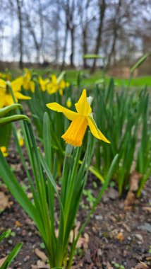 Bir grup sarı çiçek, çim ailesinde bir tür karasal bitki, bahçenin doğal manzarasında çiçek açar, yeşil çimenlere ve manzaraya canlı renkler ekler