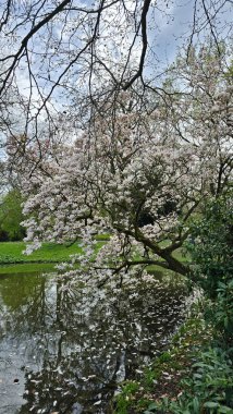Beyaz çiçekli bir ağaç, sakin bir su kütlesinin yanına dikilir. Açık gökyüzünün altında, akıcı akarsuların ve güzel toprak örtüsü olan Hanover Almanya 'nın altında doğal bir manzara yaratır.