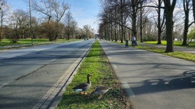 İki ördek asfalt bir yolun kenarına tünemiş yeşil çimenler, yüksek ağaçlar ve Maschsee Hanover 'in üzerinde açık mavi bir gökyüzü olan geniş bir arazinin ortasına.