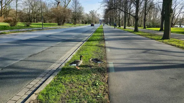 İki ördek yolun kenarına tünemiş, bir bina ve bazı ağaçların yanında. Asfalt yol yüzeyi, Maschsee Hanover arazisindeki yemyeşil çimlerle çelişiyor.