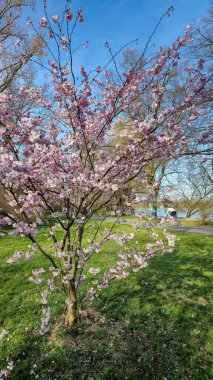 Parkta pembe ve beyaz çiçeklerle süslenmiş bir kiraz ağacı dimdik ayakta duruyor. Rüzgarda yapraklar savruluyor mavi gökyüzünün arka planında Japon kiraz çiçekleri Maschsee Hanover