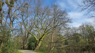 Sakin bir patika, bulutlu bir gökyüzünün altında, ağaçlarla çevrili, sık bir ormanın içinden esiyor. Doğal manzara huzurlu ve insanlar tarafından dokunulmamış. Hanover Almanya.