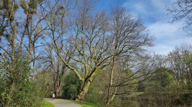 Bir insan, bitkiler, ağaçlar ve çayırlarla çevrili, gökyüzünün altındaki ağaçlık bir yolda yürüyor.