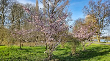 Pembe çiçekli bir bitki arka planda ağaçlarla bir parkta göze çarpar. Doğal manzara çimlerle çevrilidir ve gökyüzü yumuşacık bulutlarla kaplıdır Japon kiraz çiçeği Maschsee