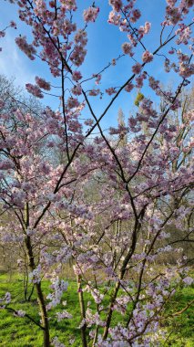 Pembe ve beyaz çiçekli güzel bir kiraz ağacı bir parkta zarif bir şekilde durur, çiçek açan güzelliğiyle Japon kiraz çiçeği Maschsee 'nin karşısında doğal manzarayı güçlendirir.