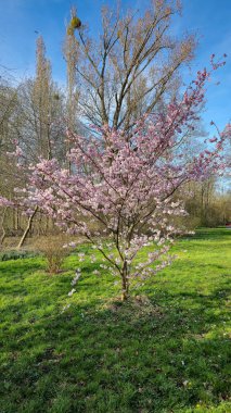 Pembe çiçekli güzel bir kiraz ağacı zarif bir şekilde parkta durur, dalları narin çiçeklerle doludur açık mavi bir gökyüzünün arkaplanına karşı Japon kiraz çiçeği Maschsee Hanover