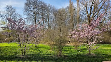 Bir sıra pembe çiçekli ağaç parktaki çimenli araziyi kaplıyor. Gökyüzünün arka planına ve Japon kiraz çiçeği Maschsee Hanover 'ın bulutlarına karşı güzel bir doğal manzara yaratıyor.