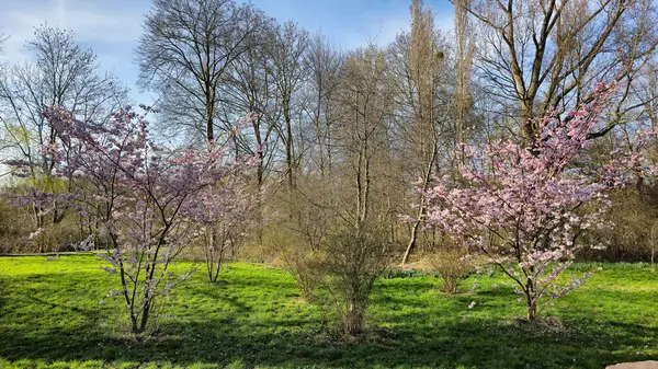 Bir sıra pembe çiçekli ağaç parktaki çimenli araziyi kaplıyor. Gökyüzünün arka planına ve Japon kiraz çiçeği Maschsee Hanover 'ın bulutlarına karşı güzel bir doğal manzara yaratıyor.