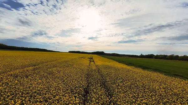 Parlayan güneşin altında geniş bir sarı çiçek tarlası. Bulutlar doğal ortamda rüya gibi bir atmosfer yaratıyor. Hanover Seelze Almanya FPV insansız hava aracı görüşü.