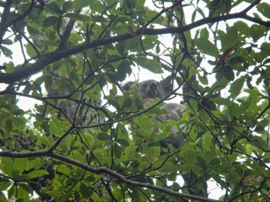 Şirin bir koala, çevresini çevreleyen canlı yeşil yapraklarla dolu bir ağaçta rahatça oturuyor ve sakin bir ortam yaratıyor. Avustralya Manyetik Adası.