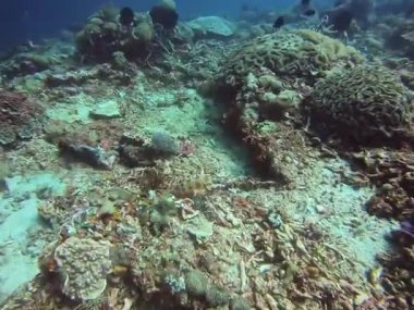 Bali Nusa Scuba Dalışı 'nın çeşitli deniz canlılarıyla dolu çarpıcı bir mercan resifinin dingin ve canlı güzelliğini keşfedin.