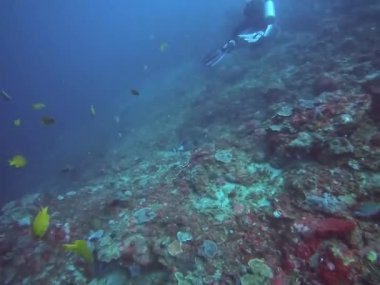 Yetenekli bir dalgıç çeşitli deniz yaşamlarıyla çevrili canlı ve renkli bir mercan resifinde zarifçe yüzer. Bali Nusa Scuba Dalışı Tetikleyici Balığı.