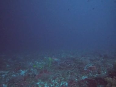 Okyanusların derinliğini canlı bir şekilde gösteren güzel ve sakin bir su altı manzarası çeşitli su canlıları Bali Nusa Scuba Dalışı ile birlikte