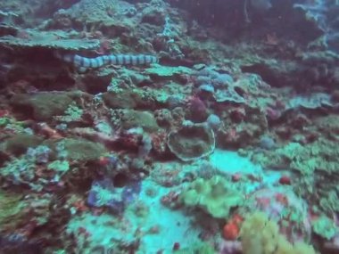 Değişik deniz yaşamlarıyla dolu canlı bir mercan resifinin şaşırtıcı güzelliğine dalın Bali Nusa Scuba Dalış Suyu Yılanı