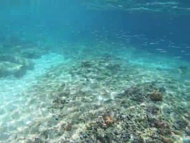 Canlı mercan resiflerini ve nefes kesen su altı manzaralarındaki çeşitli balık sürülerini keşfedin Bali Gili Trawangan Dalışı