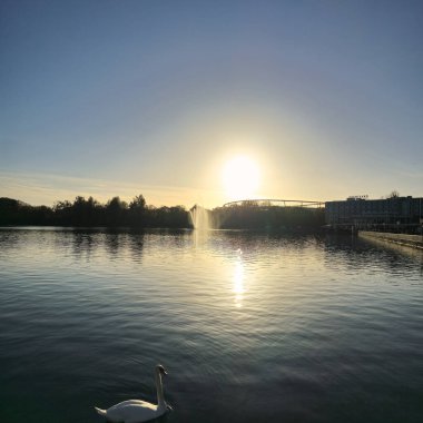 Güzel bir gün doğumu dingin bir gölü aydınlatır, zarif bir kuğu zarif bir şekilde yüzey üzerinde süzülür Hannover Maschsee