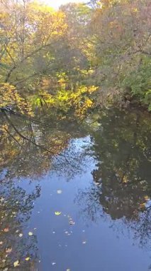 Sakin ve huzurlu bir manzara güzel bir şekilde sergilenen canlı bir sonbahar yeşilliği durgun sulara yansıyor Hannover Maschsee