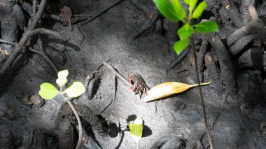 Küçük bir yengeç, hayat dolu bir mangrov ekosisteminin çamurlu zemininde dikkatle gezinir. Jozani Zanzibar Mangrove Ormanı.