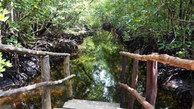 Kendini bu nefes kesici mangrov manzarasının huzur veren güzelliğine bırak. Mangrove ormanının biyolojik çeşitliliği zengin Jozani Zanzibar.