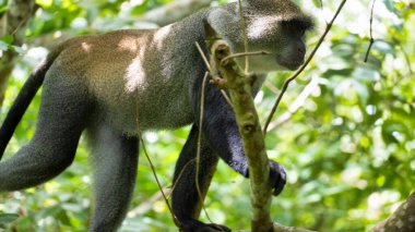 Bir maymun canlı bir ormandaki yüksek ağaçlar arasında zarif bir şekilde hareket eder, güzellikleri ve çeşitliliği gözler önüne serer Jozani Zanzibar