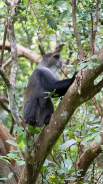 Meraklı bir maymun, Jozani Zanzibar Afrika 'nın çevresindeki doğanın ve vahşi yaşamın güzelliğini sergileyerek doğal ortamını neşeyle keşfeder.