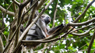 Bir tembel hayvan, tropikal bir cennette yemyeşil dalların arasında huzur içinde dinleniyor Jozani Zanzibar.