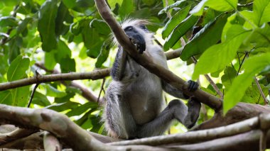 Yalnız bir maymun ağaçların dalları arasında huzur içinde dinleniyor ve yemyeşil yapraklar yemyeşil bir ortamda Jozani Zanzibar