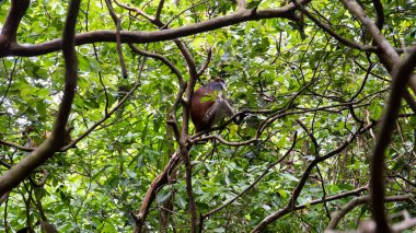 Canlı ve renkli bir maymun, Jozani Zanzibar Afrika 'yı oluşturan tropikal bir ormanda yoğun ve gür yaprakların arasına tünemiş.
