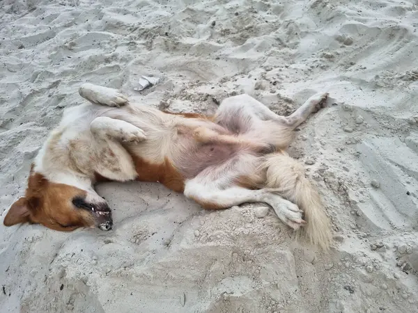 Neşeli ve mutlu bir köpek sıcak kumlu sahilde uzanıyor, parlak güneşin ve neşe dolu Afrika Zanzibar anlarının tadını çıkarıyor.