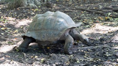 Görkemli ve devasa bir kaplumbağa zarif bir şekilde doğal, dünyevi ve huzurlu yaşam alanı olan Afrika Zanzibar 'da dolaşıyor.