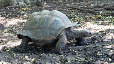 Görkemli bir Galapagos kaplumbağası, canlı ve bereketli bir çevre olan Afrika Zanzibar ile çevrili doğal yaşam alanını rahatça keşfediyor.