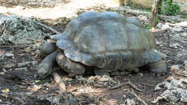 Muhteşem ve görkemli bir dev kaplumbağa, yemyeşil Afrika Zanzibar 'la çevrili doğal ortamında huzur içinde dinleniyor.